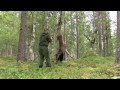 Hunting deer. Filmed and hunted by Kristoffer Clausen