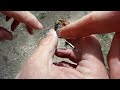 Detecting in a Gold Mine using Fisher Gold Bug 2 Metal Detector