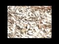 MILLIONS OF DEAD FISH FOUND COVERING LAKE ERIE SHORELINES FRIDAY (APR 14, 2013)