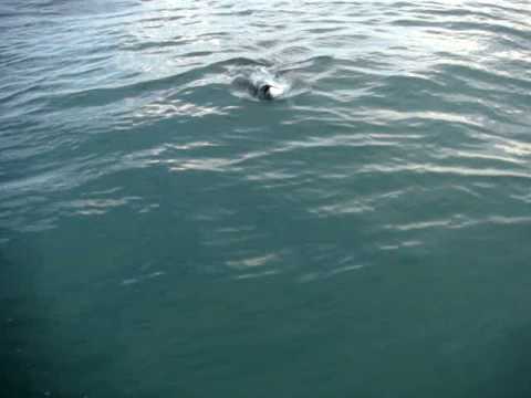 bull shark eating. ull shark kayakfishing middot; TARPON HEAD AND BLOOD!