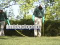 Inoculating Ash Trees Against the Emerald Ash Borer