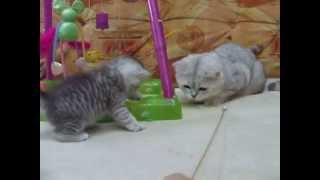 Британский котенок Царь Зверей - часть 2