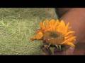 Flower Gardening Tips : How to Grow Common Sunflower (Helianthus Annuus)