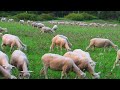 How Sheepdog Trials Relate to Practical Farm Work