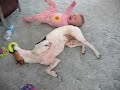 Baby Bites Dog!