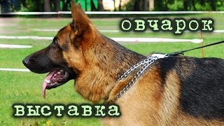 Выставка немецких овчарок - УФА 2011