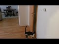 Cat open five doors to go outside - Мачка отвара пет врати за да излезе надвор