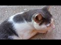 Cat open five doors to go outside - Мачка отвара пет врати за да излезе надвор
