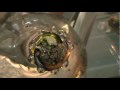 STONER SUNDAYS : PURPLE KUSH : The WEED Report Un-Cut