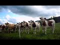 Cow Concert (unedited) - Part 1