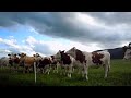 Cow Concert (unedited) - Part 1