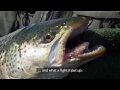 UK Sea Trout Secrets 2 Fly Fishing