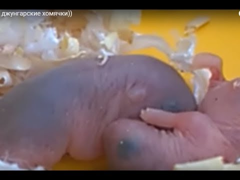 Роды в радость в Кулакова на Опарина: ru_perinatal Роддома. ру. Роддом г.Тимашевск при ЦРБ, Краснодарский край