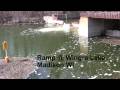 Wisconsin Muskellunge Fishing Wingra Lake