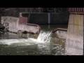 Wisconsin Muskellunge Fishing Wingra Lake