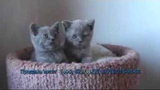 Британские котята - Питомник WONDERFLEUR*Ru, Москва