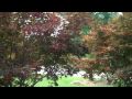 Chris Orser Landscaping; Japanese Maple Trees