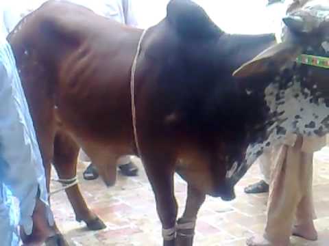 Dangerous+Cow+Qurbani Danger Bull Qurbani November 17 2010 - VidoEmo - Emotional Video Unity