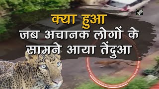 video : Maharashtra : अचानक Middle Road पर आया Leopard, देखिए फिर क्या हुआ