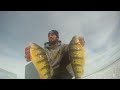 Ice Fishing Lake Simcoe - JUMBO PERCH