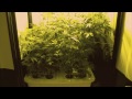 SuperCloset Deluxe Grow Box Stealth Grow Hydroponics Weed 420 Medicinal Marijuana