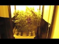 SuperCloset Deluxe Grow Box Stealth Grow Hydroponics Weed 420 Medicinal Marijuana
