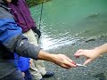 Largest silver salmon ever caught in Alaska ★★★★★