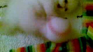 Гималайский котёнок Himalayan kitten red paint