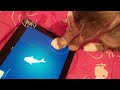 Crazy! Cat playing Ipad 2 Jitter bug, Cat Fishing, Game for cats she is a Tortise shell named Belle