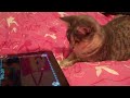 Crazy! Cat playing Ipad 2 Jitter bug, Cat Fishing, Game for cats she is a Tortise shell named Belle