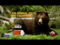 Funny Animal Videos: Outrageous Animals Ruin Vacations - Caught on Tape