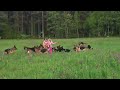 Litle girl 5 years playing with 14 german shepherds.