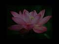 Cambodian Traditional Music