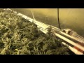 Room B - Green Crack Cannabis Grow - Day 49 of Flower