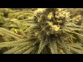 Room B - Green Crack Cannabis Grow - Day 49 of Flower