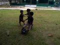 Raihan main bola