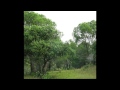 Shedding light on forests