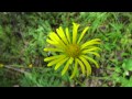 Shedding light on forests