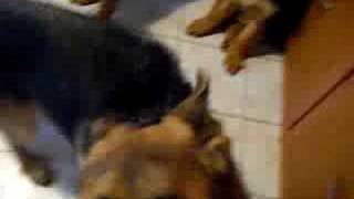 Щенки немецкой овчарки.