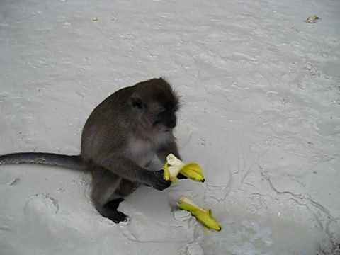 pics of monkeys eating bananas. Greedy monkey eating bananas