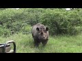 Black rhino charging a lion at Pondoro Game Lodge in Greater Kruger Park