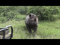 Black rhino charging a lion at Pondoro Game Lodge in Greater Kruger Park