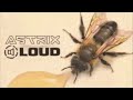 Astrix & LOUD - Genetic Lottery (LIVE EDIT)