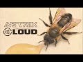 Astrix & LOUD - Genetic Lottery (LIVE EDIT)