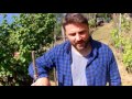 Cantine Litan Riomaggiore: past and future of viticulture in a cutting