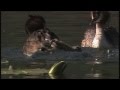 Lands of Mincio river - SPOT 45"