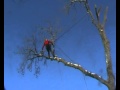 Ash tree dismantle