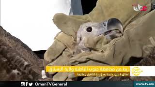 ربط مباشر من محافظة جنوب الباطنة ولاية الرستاق | إطلاق 8 طيور جارحة بعد إعادة التأهيل وعلاجها