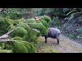 NEW FOOTAGE - Angry ram finds 2 more victims.