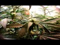 Medical marijuana induction grow lights rock